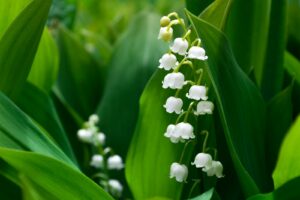muguet 1er mai